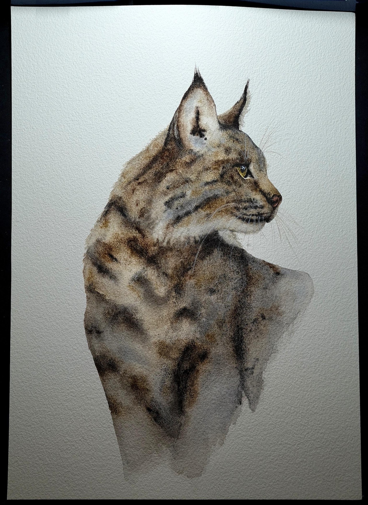 Iberian Lynx - image 2 - student project