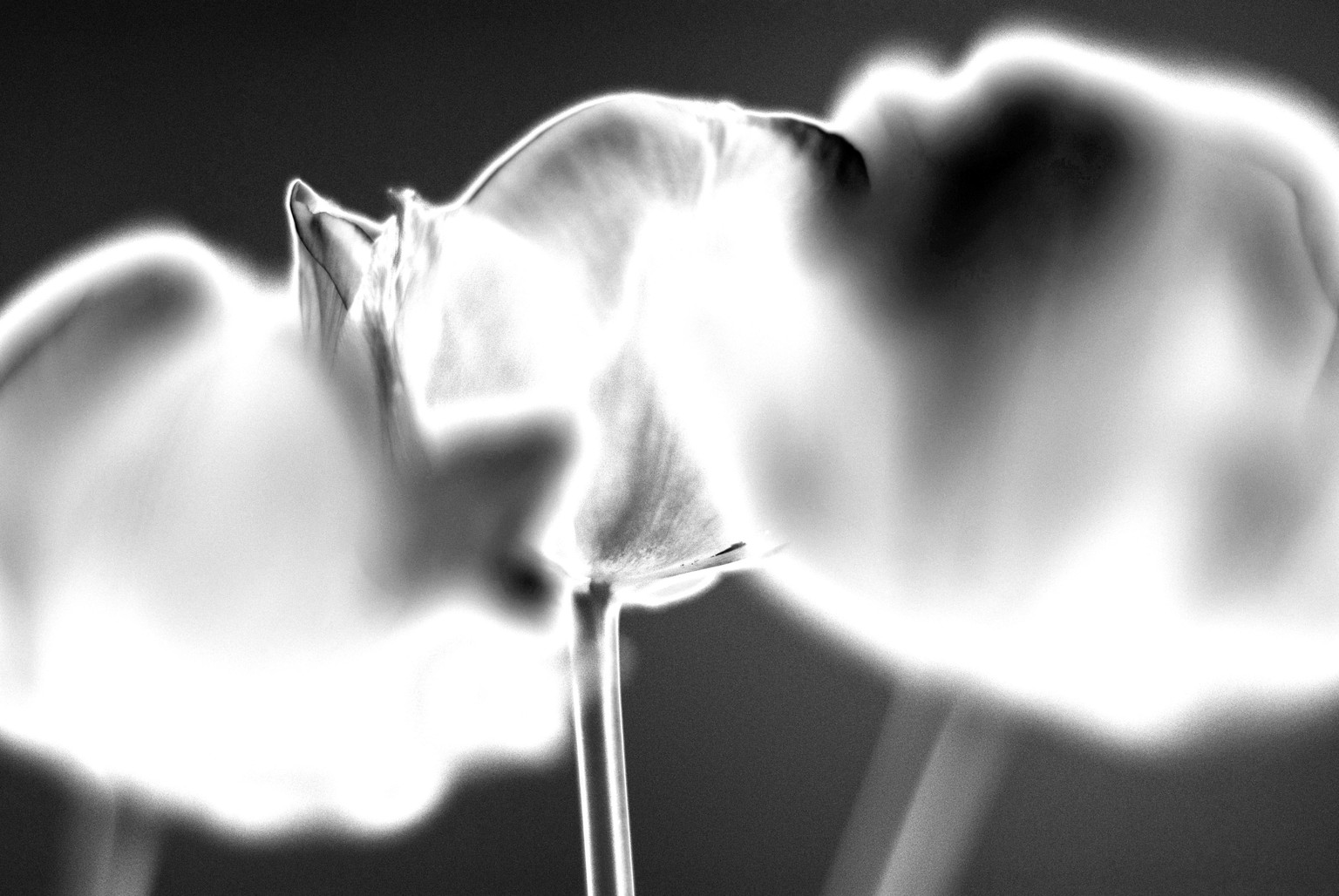 Arlene Stanley - Course 2 - image 2 - student project