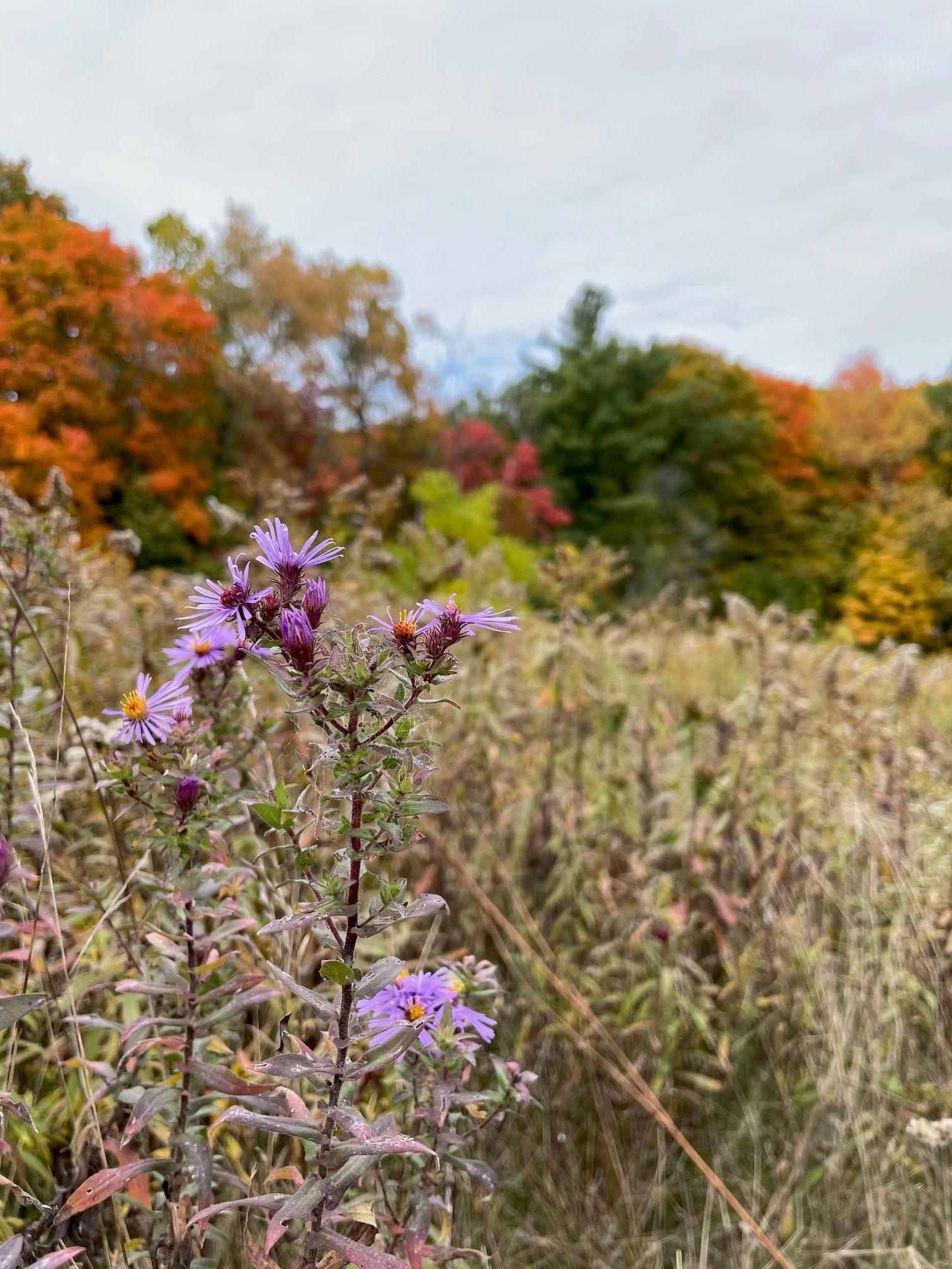 Dryden Tract Trail - image 1 - student project