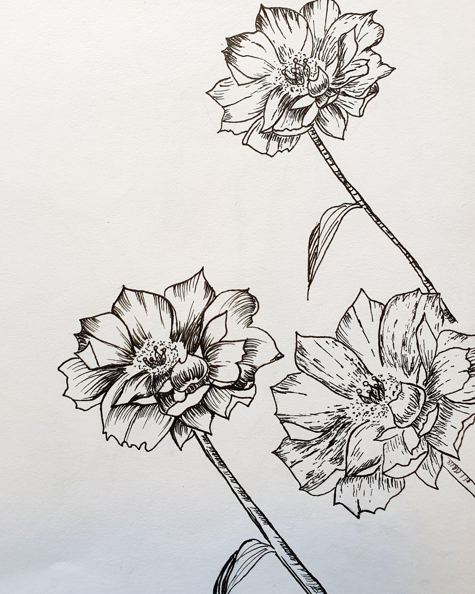 Peonies - image 1 - student project
