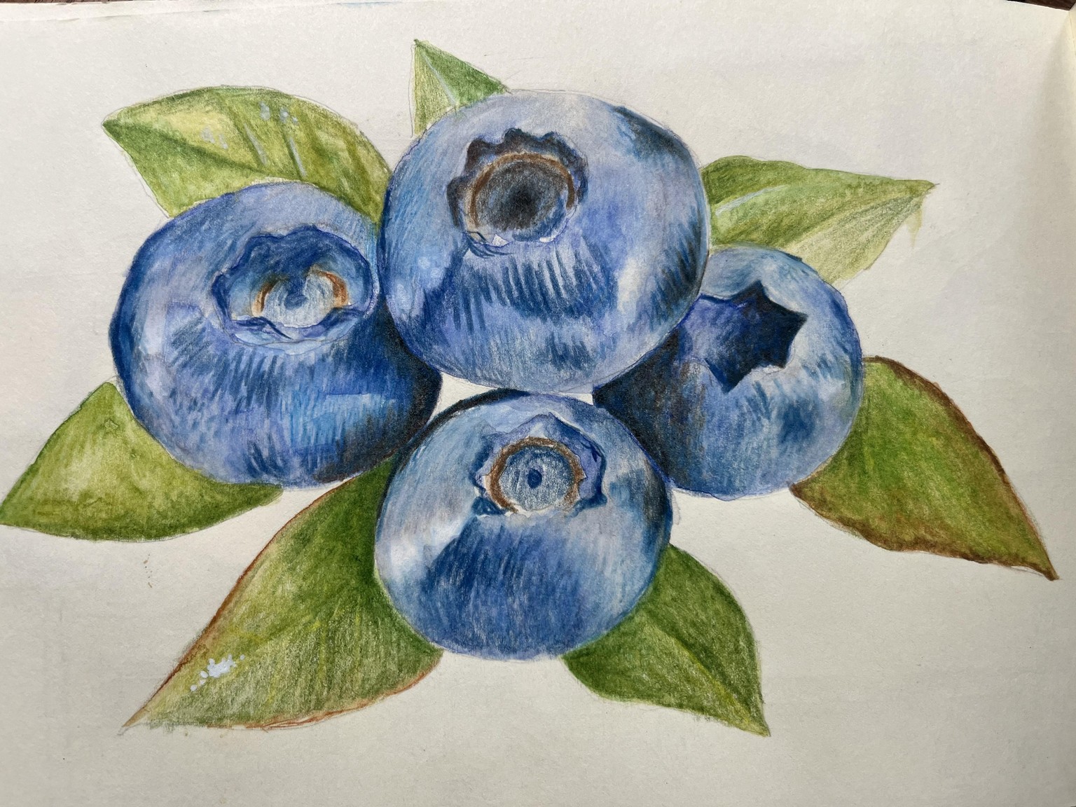 Blueberries - image 1 - student project