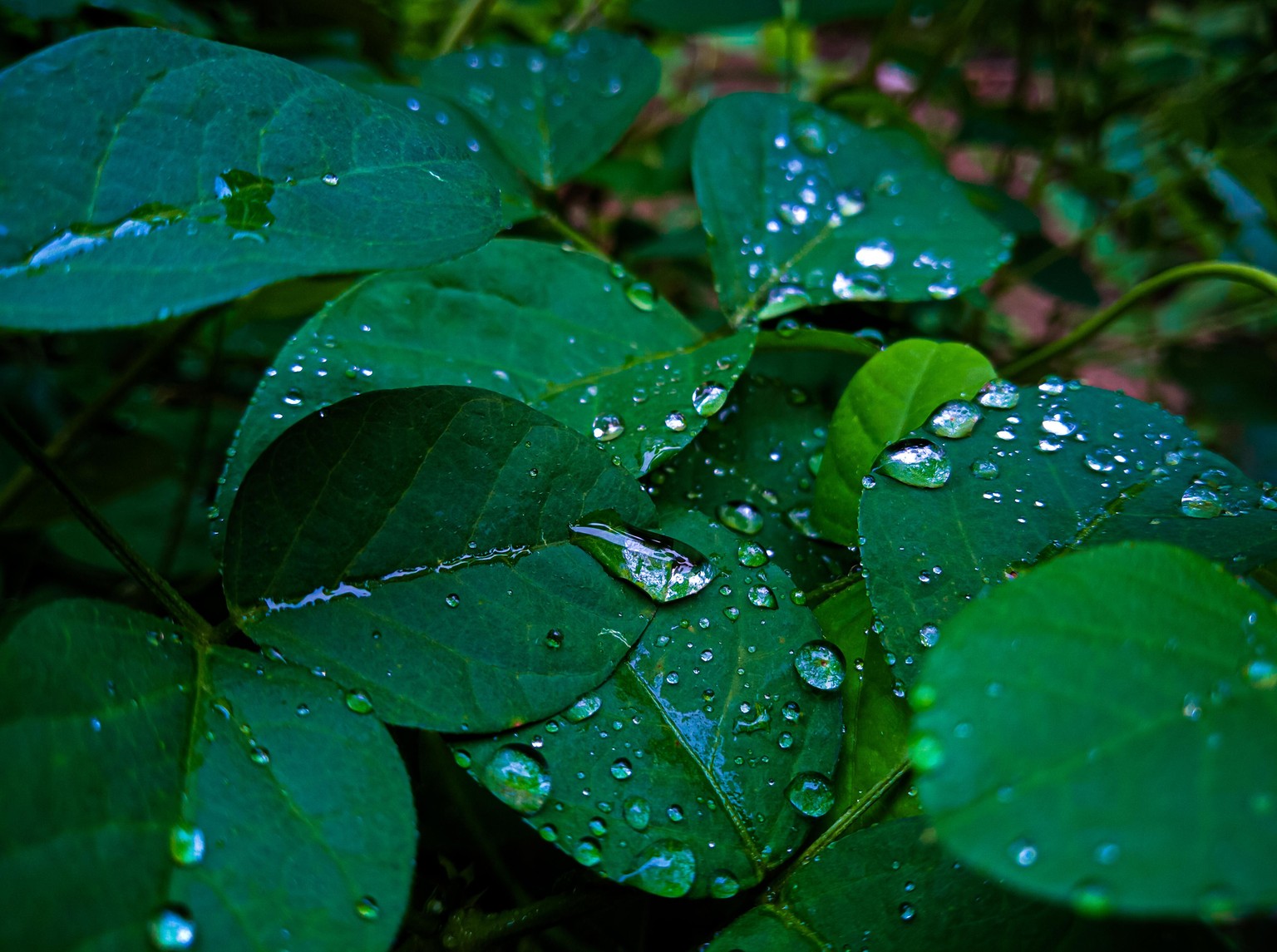 Leaf photography - image 1 - student project