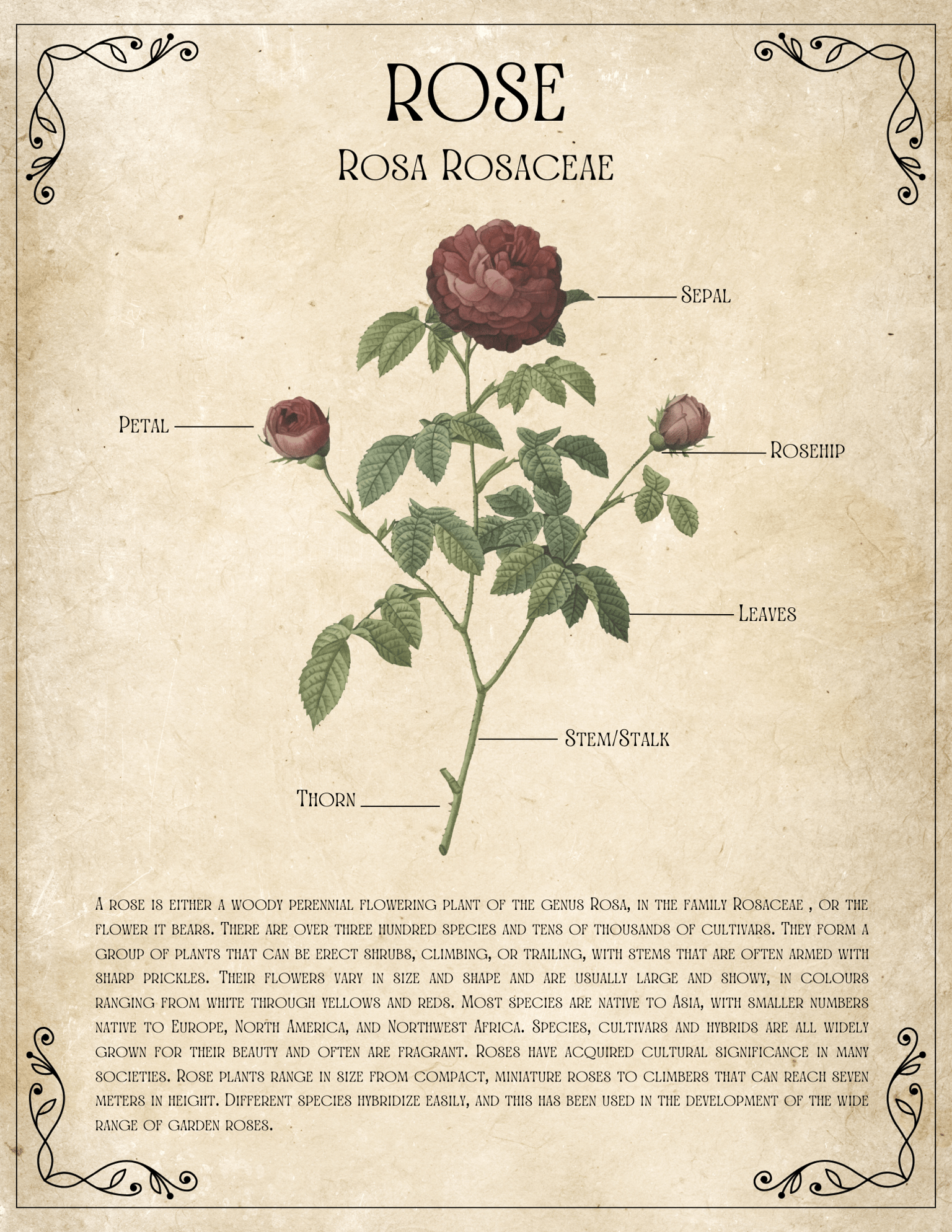 Canva Art - image 1 - student project