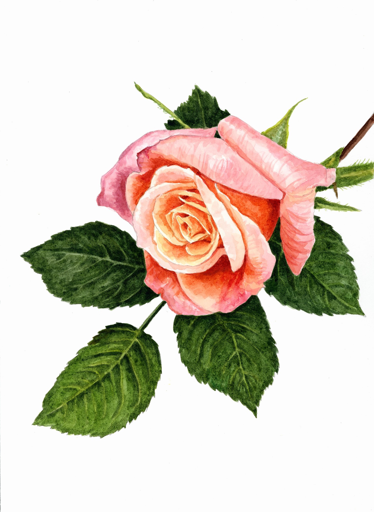 Anna's Rose Painting - image 1 - student project