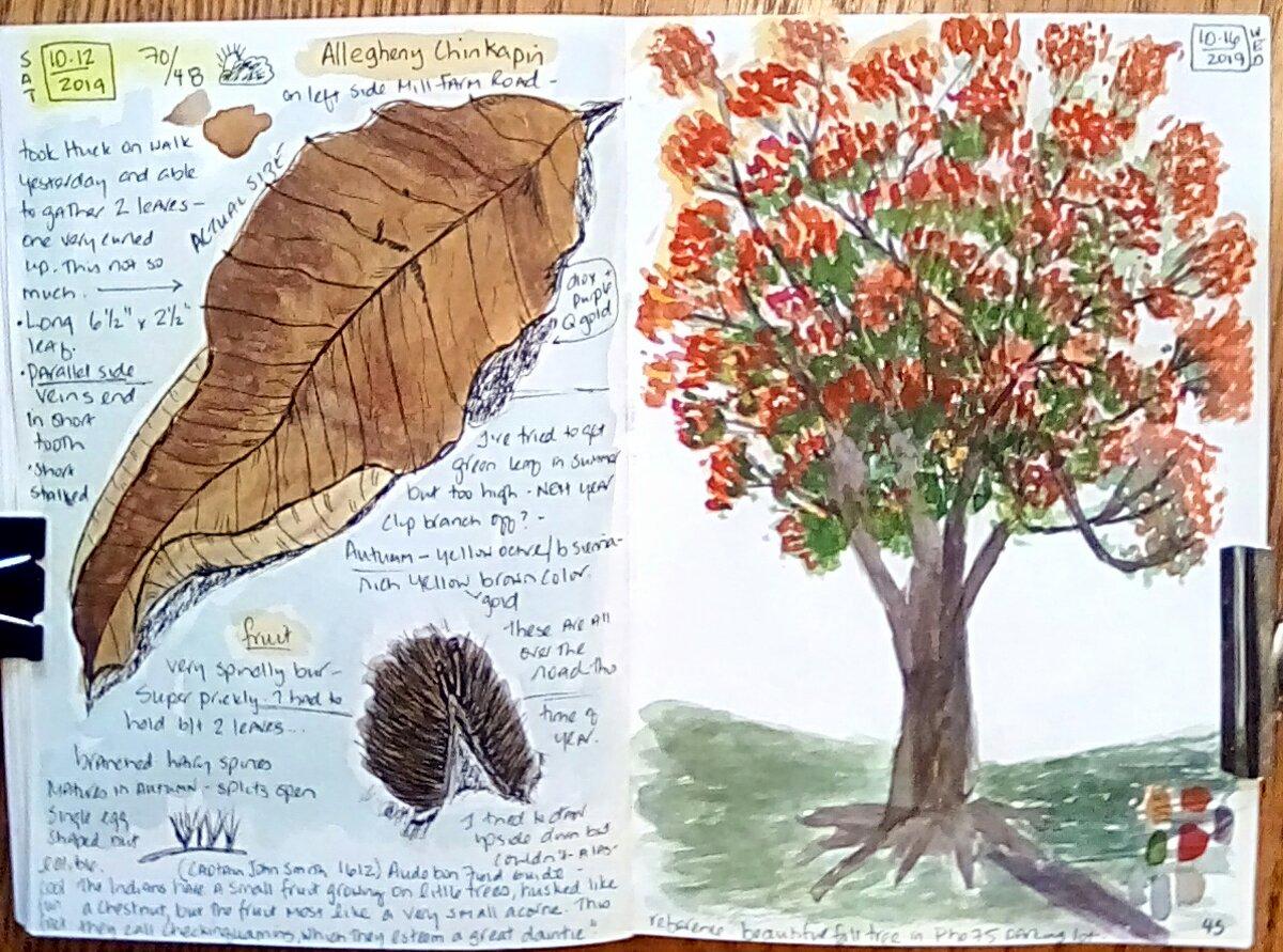 My Autumn nature journal pages - image 2 - student project