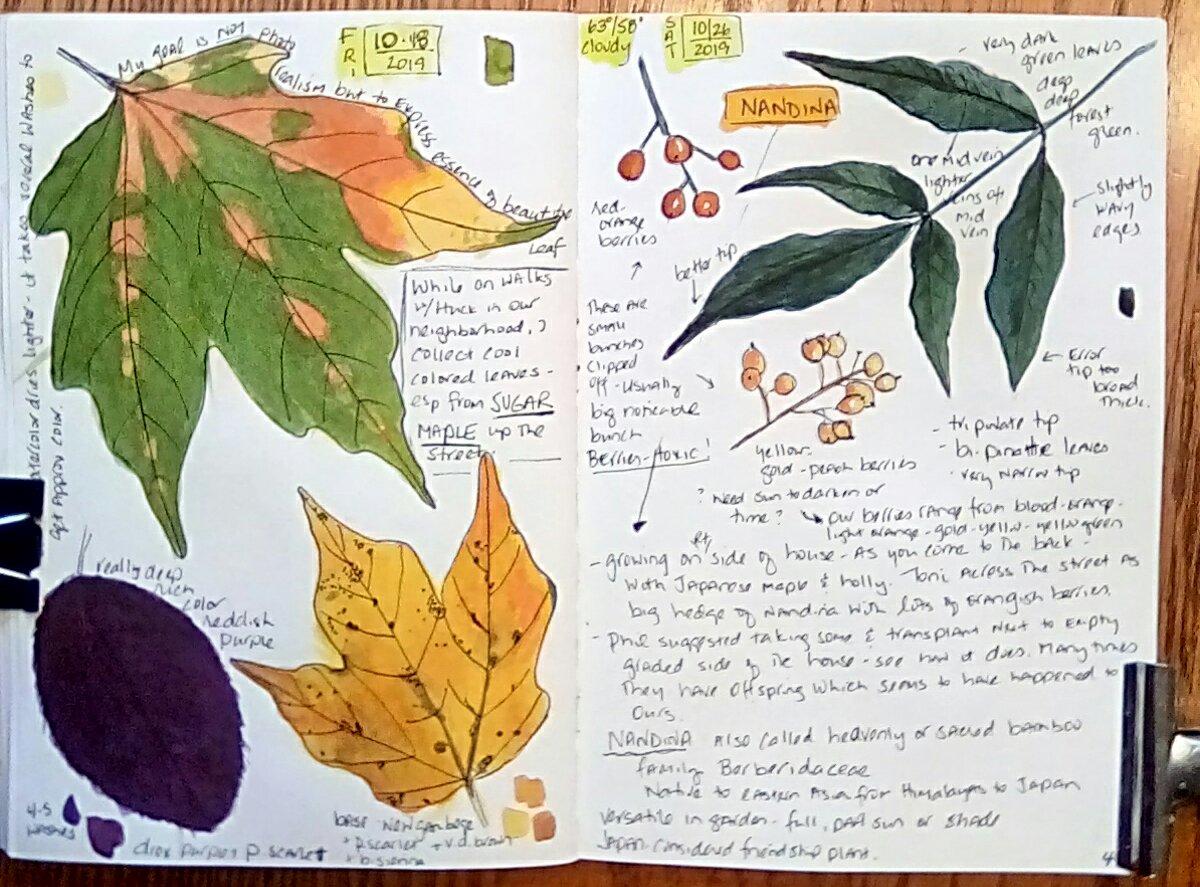 My Autumn nature journal pages - image 3 - student project