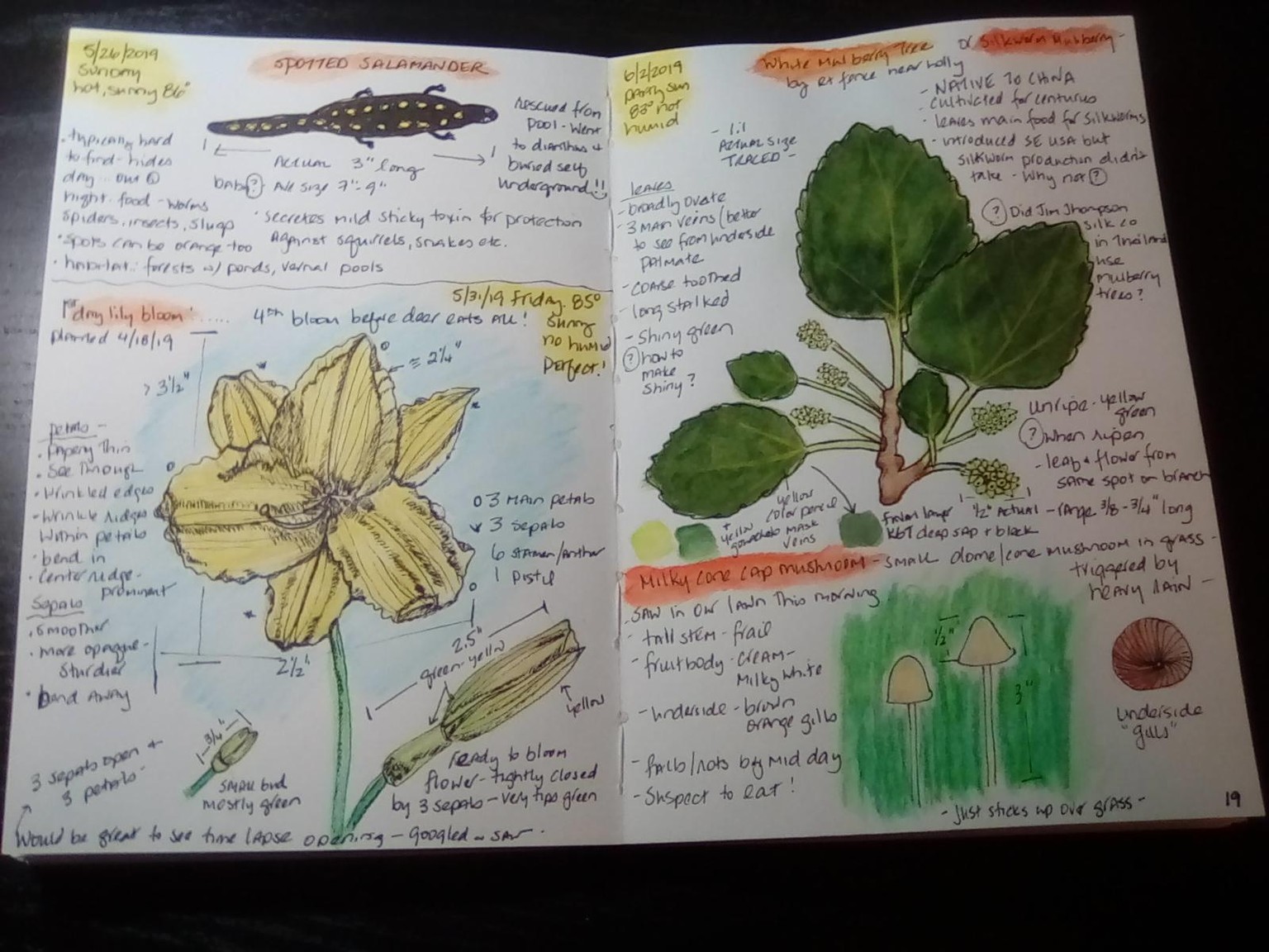Spring (and summer) pages - image 4 - student project