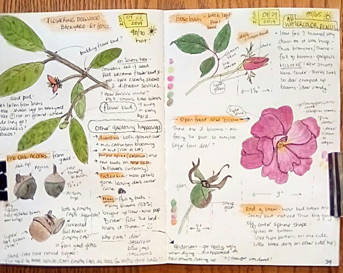 My Autumn nature journal pages - image 1 - student project