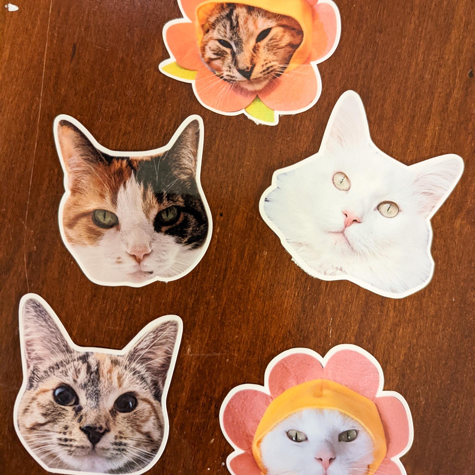 Cat Photo Stickers - image 2 - student project