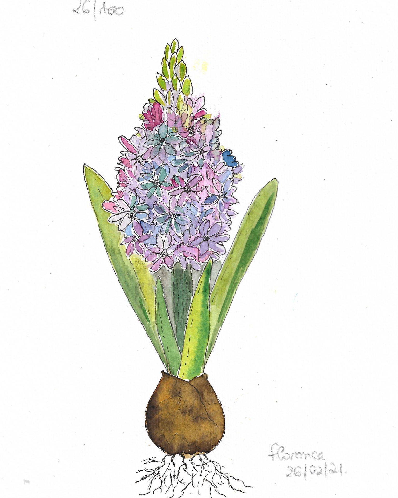 Hyacinth - image 1 - student project