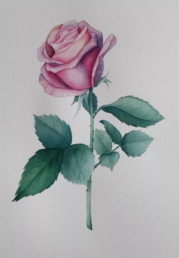Rose by Marzena - image 1 - student project
