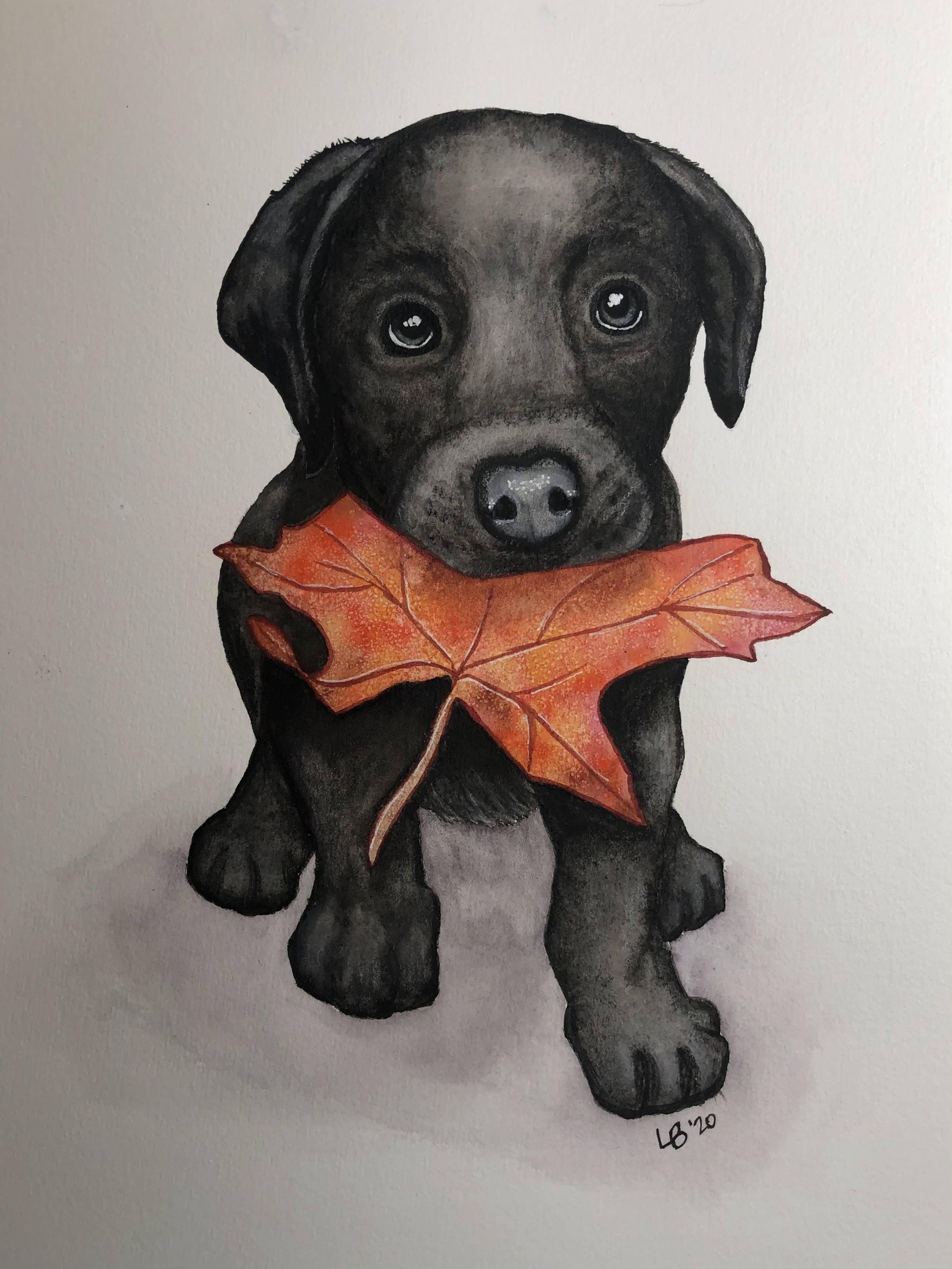 Black Lab Puppy with Leaf - image 1 - student project