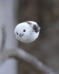 Birbby - image 1 - student project