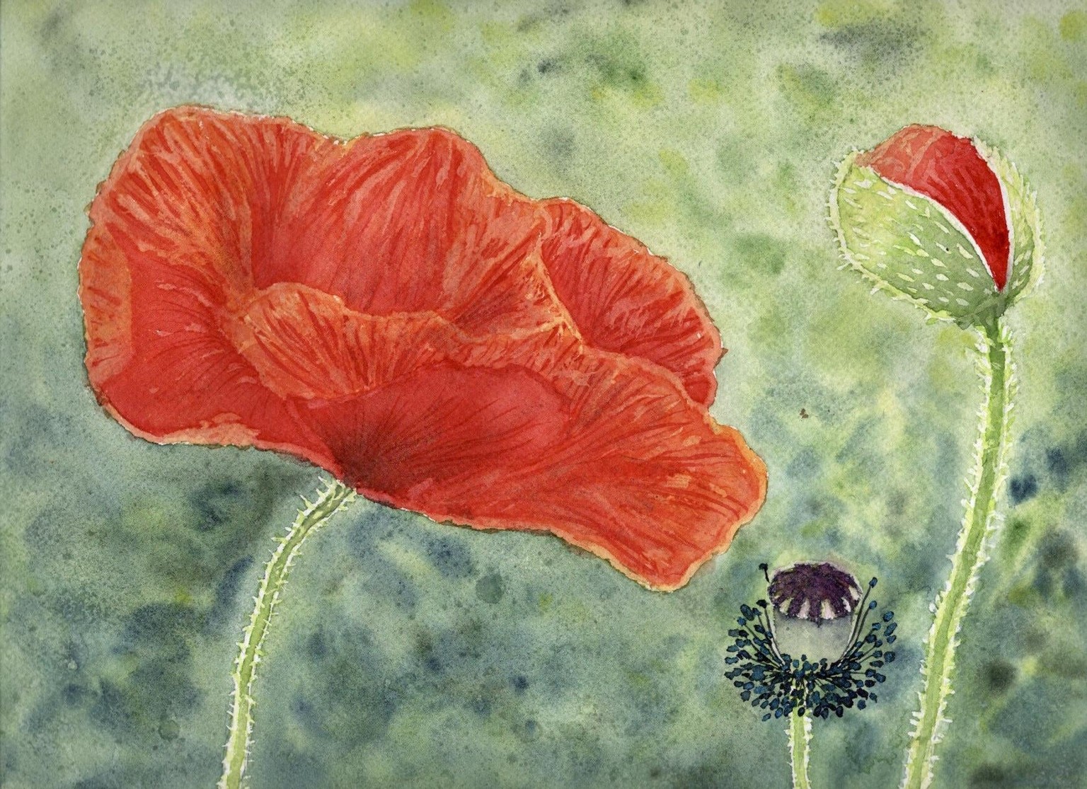 Loose poppies in different styles - image 1 - student project