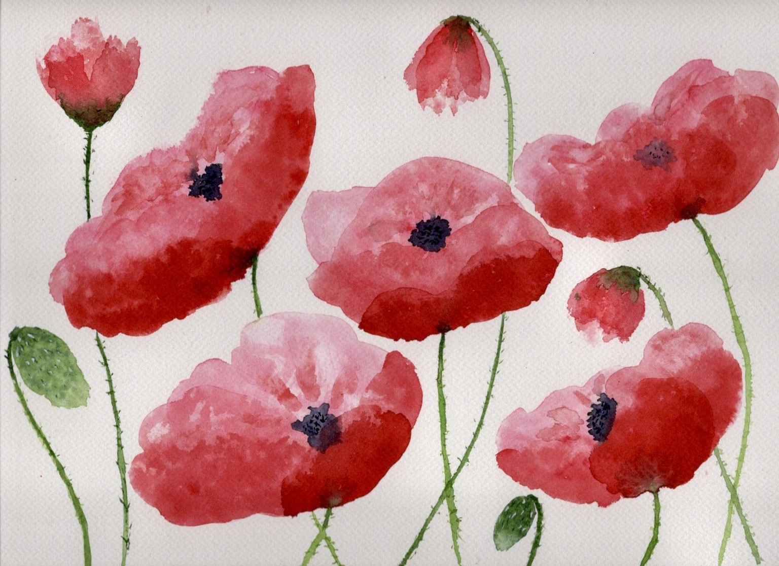 Loose poppies in different styles - image 3 - student project