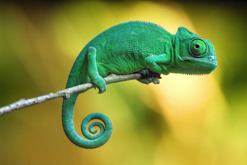 Chameleon Mark - image 1 - student project
