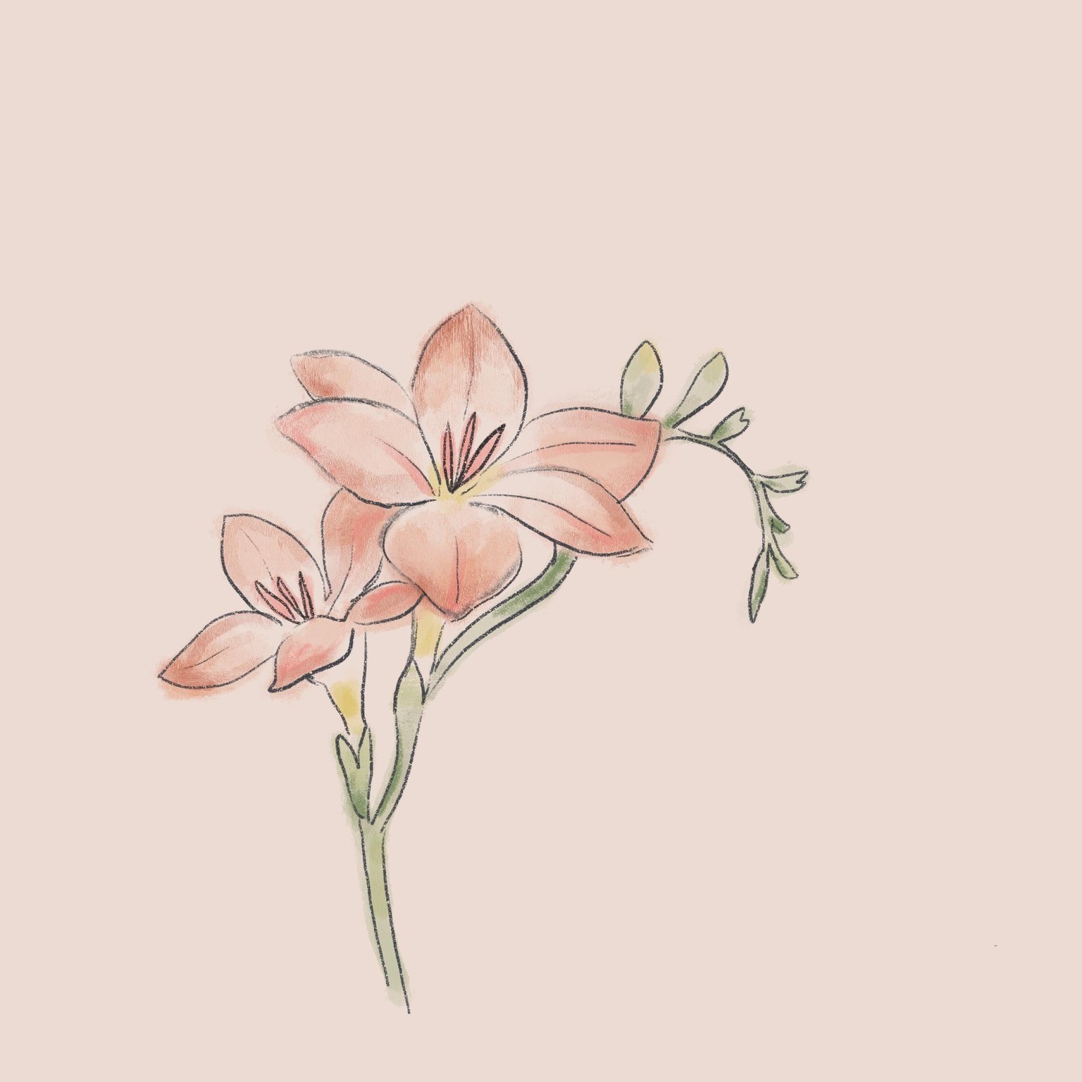 Freesia - image 1 - student project