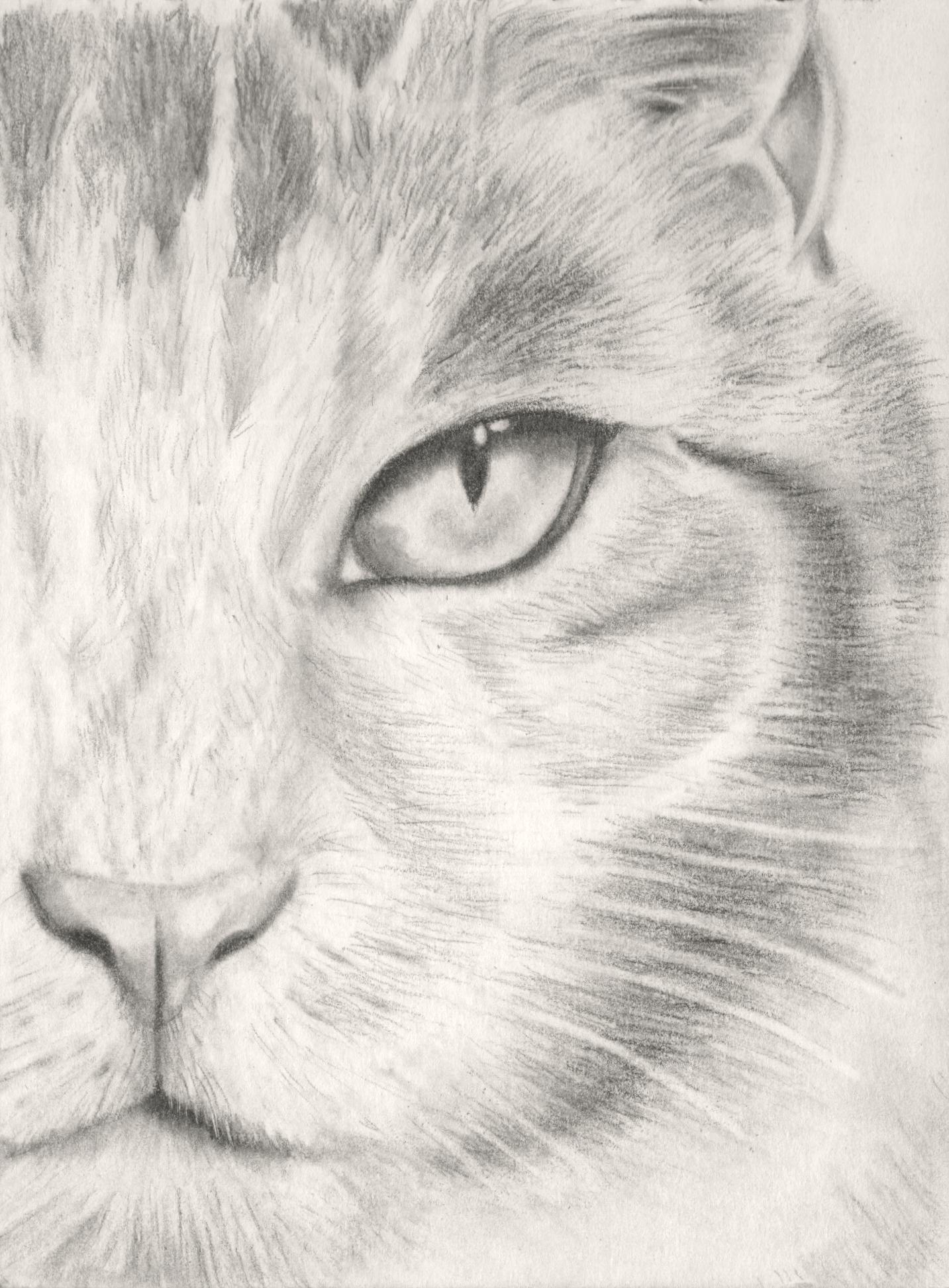 Kitten - image 4 - student project