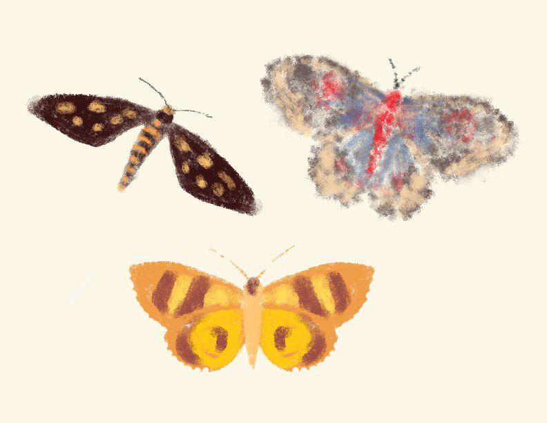 Street Scene and Three Moths - image 1 - student project