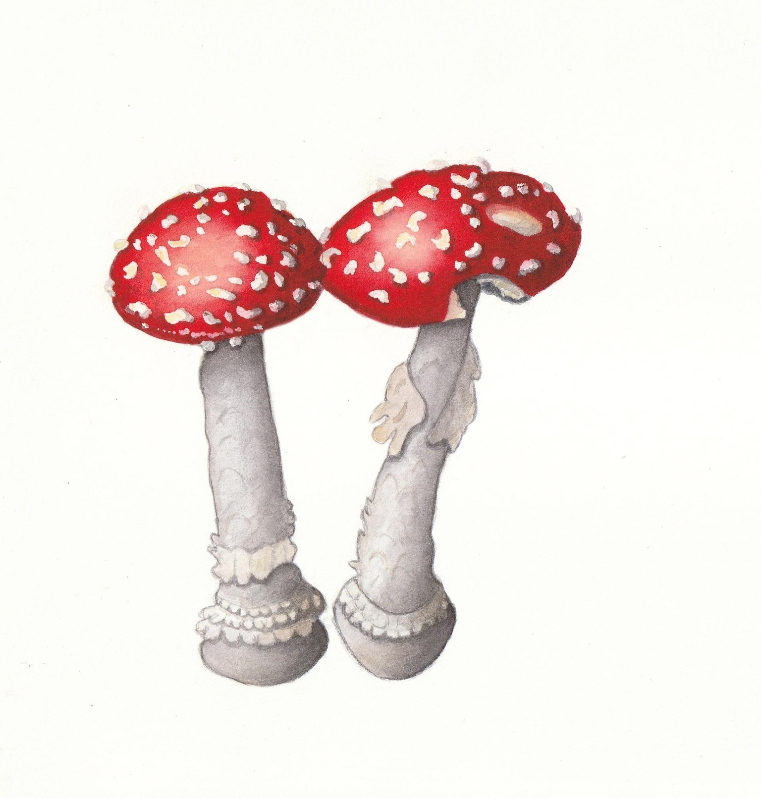 Fly agaric - image 1 - student project