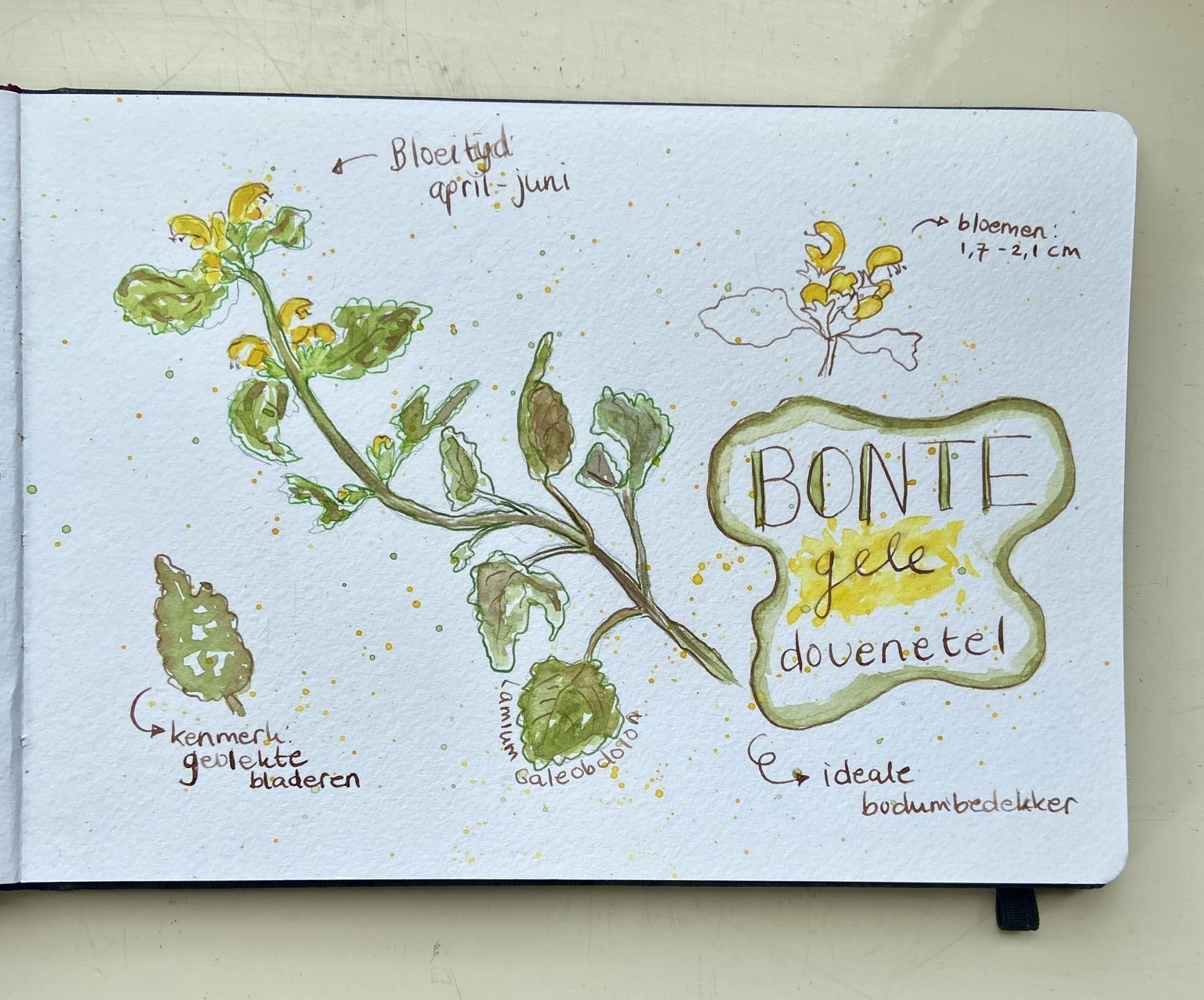 Spring nature journal - image 3 - student project