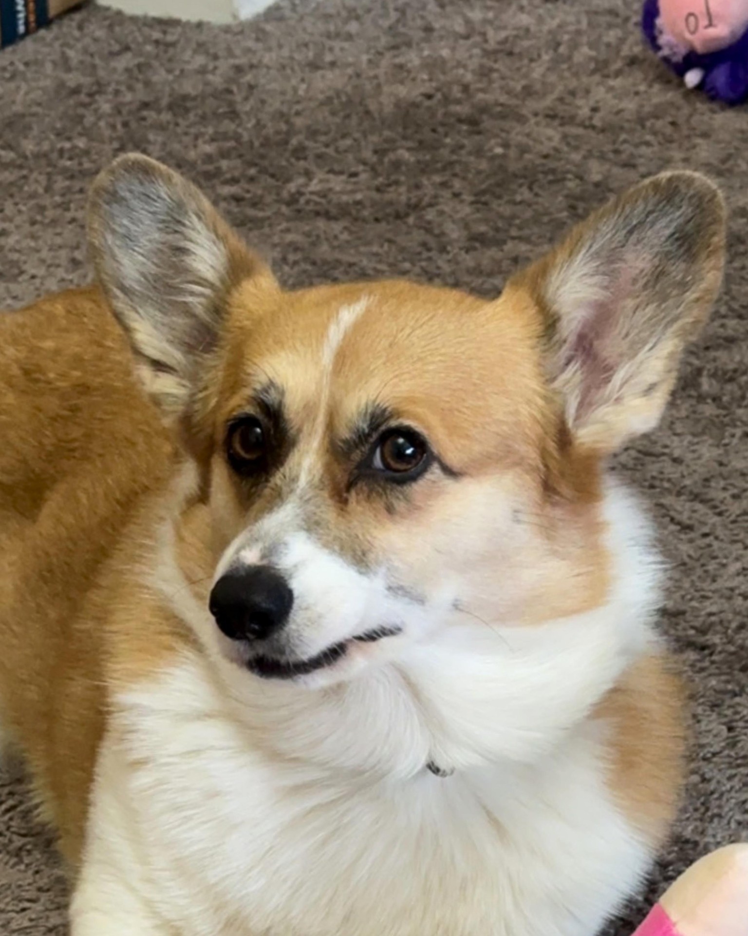 Portraits of family pets, adding more as I do them - image 16 - student project