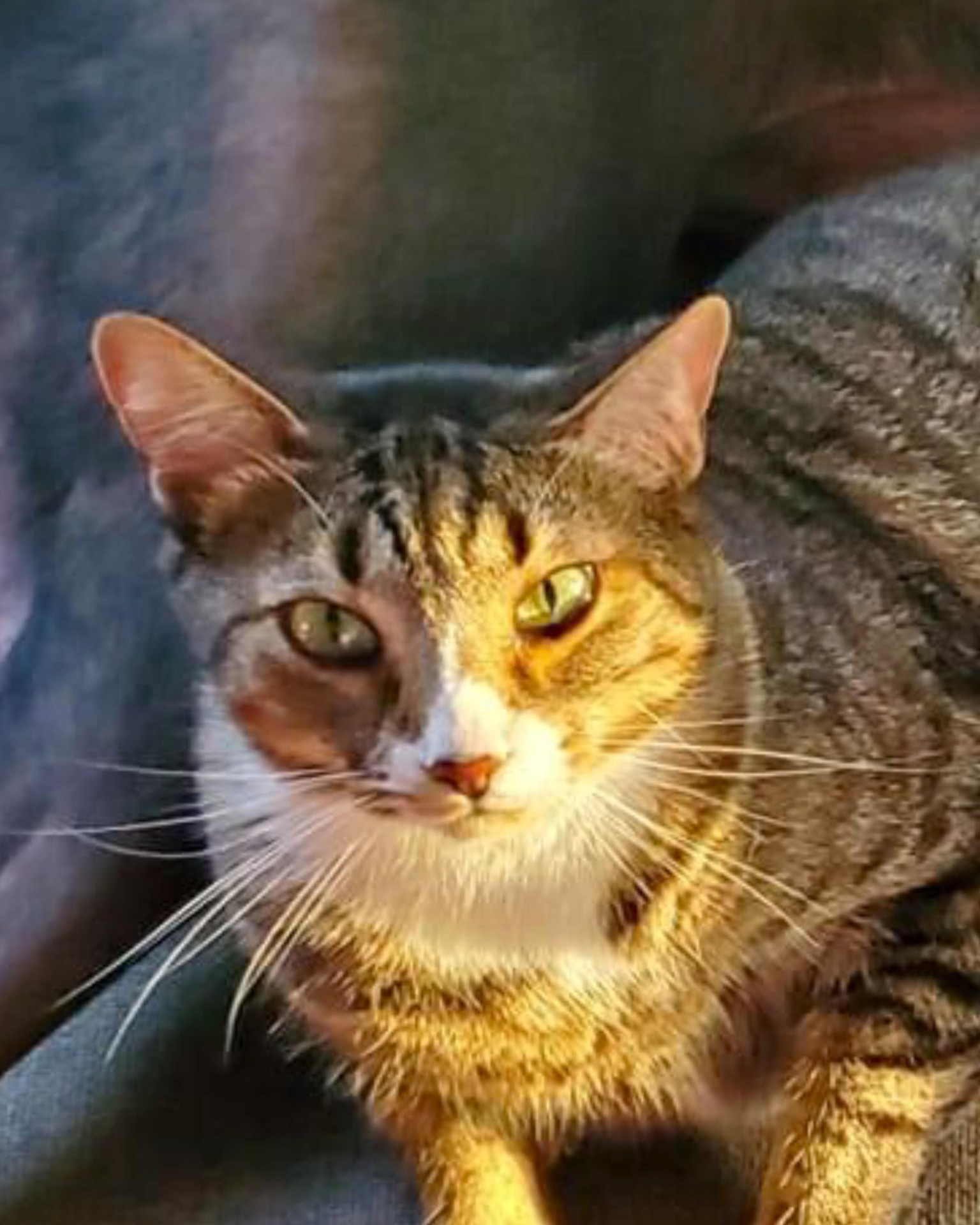 Portraits of family pets, adding more as I do them - image 20 - student project