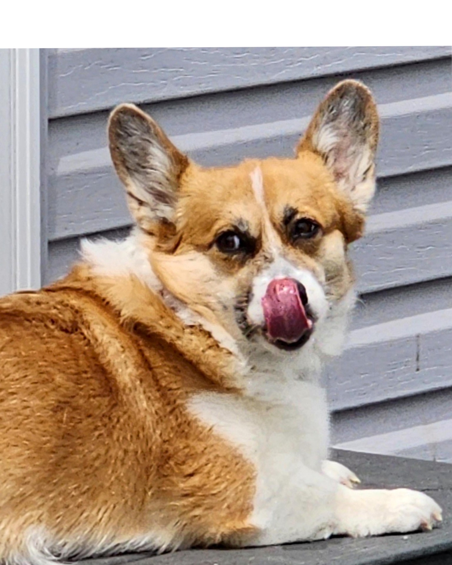 Portraits of family pets, adding more as I do them - image 14 - student project