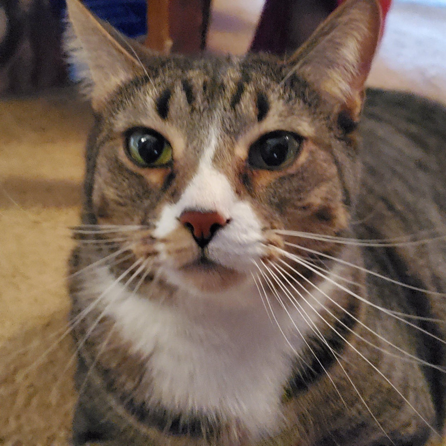 Portraits of family pets, adding more as I do them - image 18 - student project