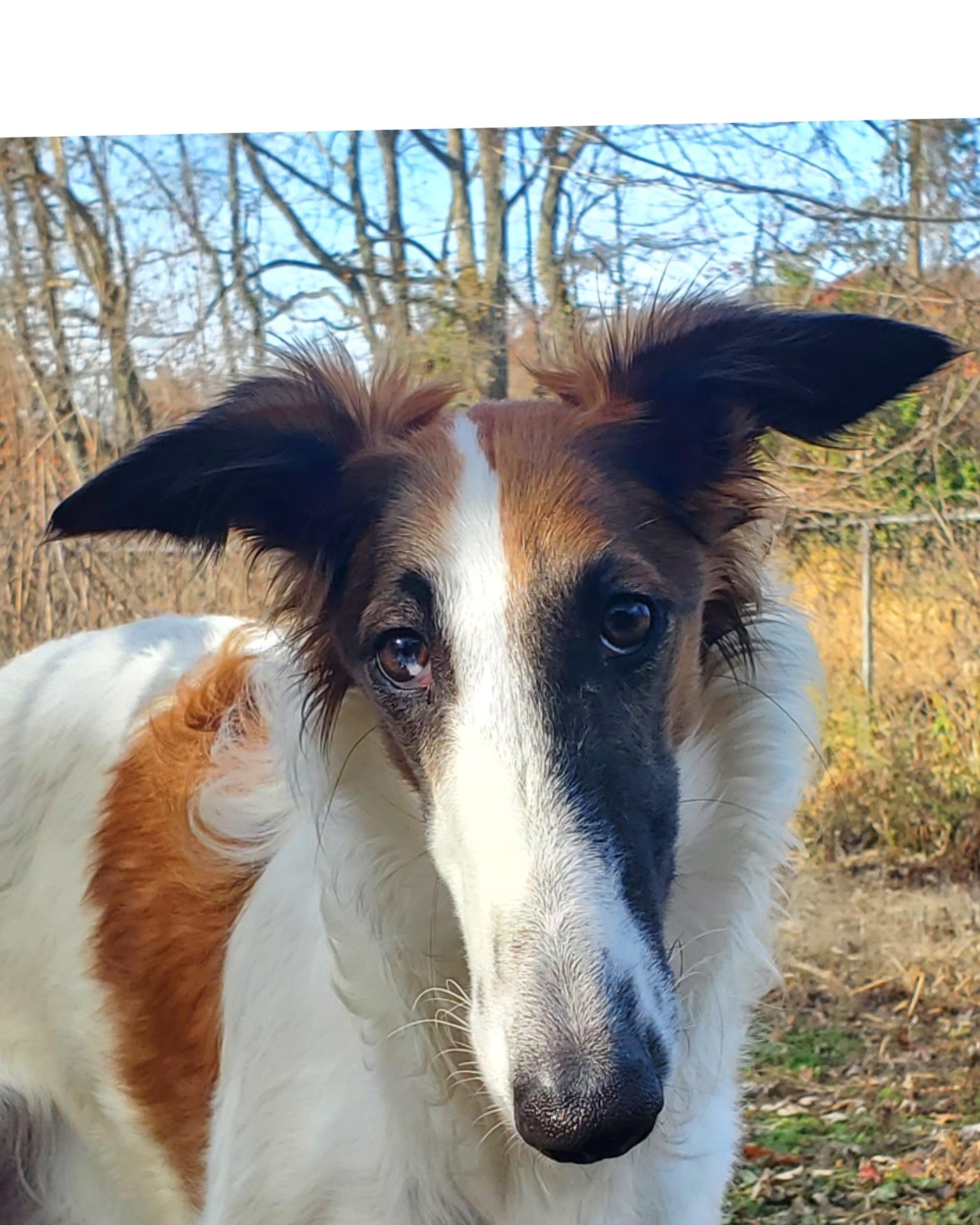 Portraits of family pets, adding more as I do them - image 11 - student project