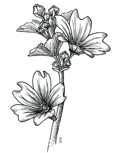Flowers - image 3 - student project