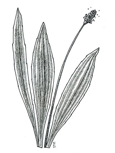 Flowers - image 1 - student project