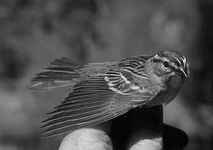Chipping Sparrow - image 1 - student project