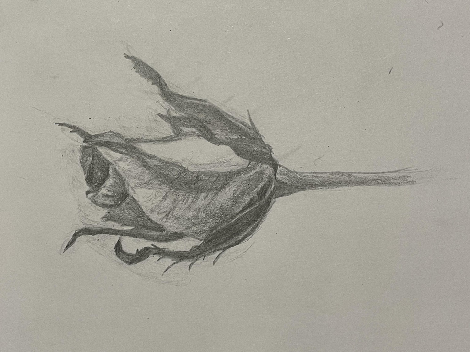 Still Life - image 1 - student project