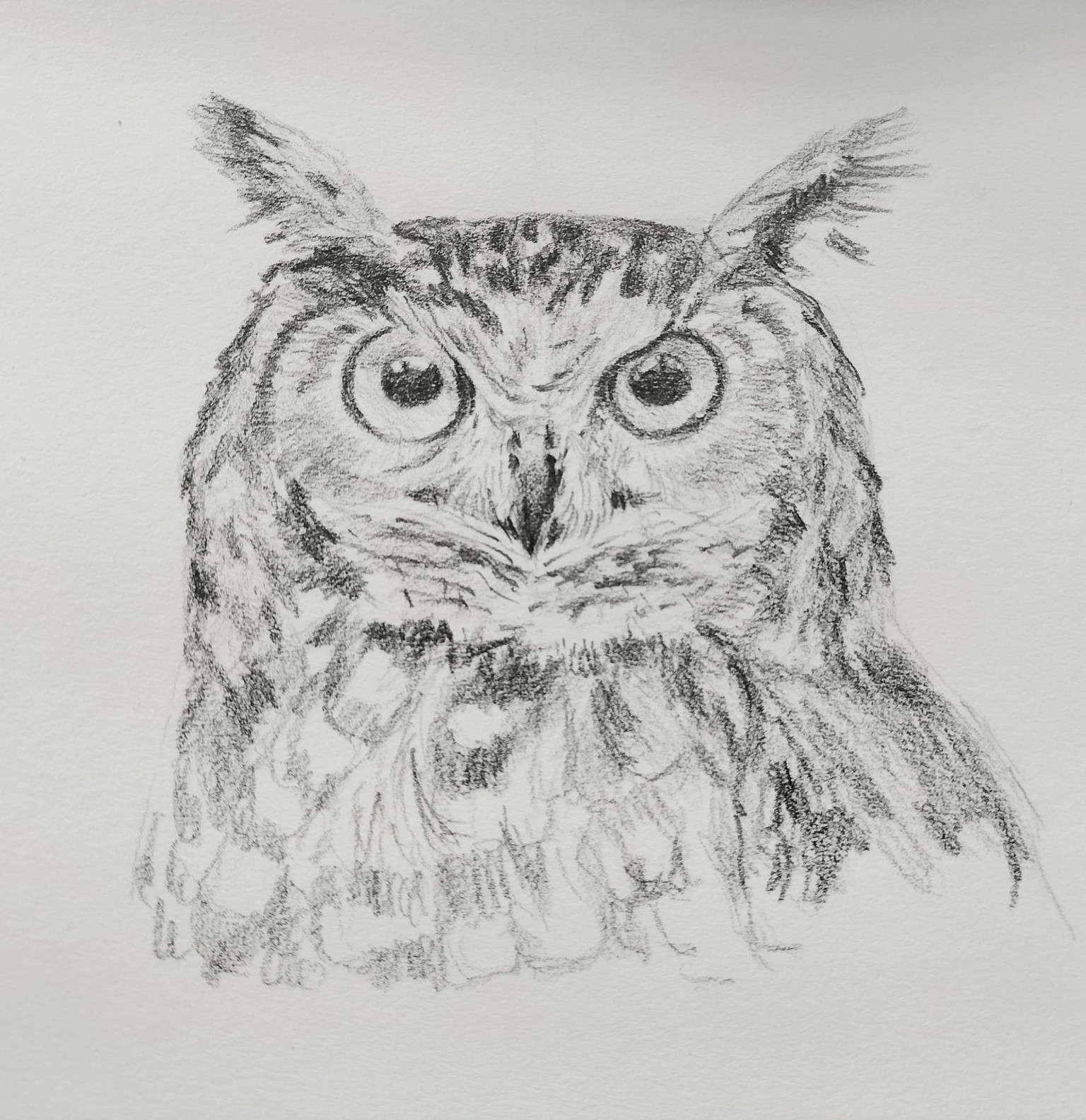 Owl sketch - image 1 - student project