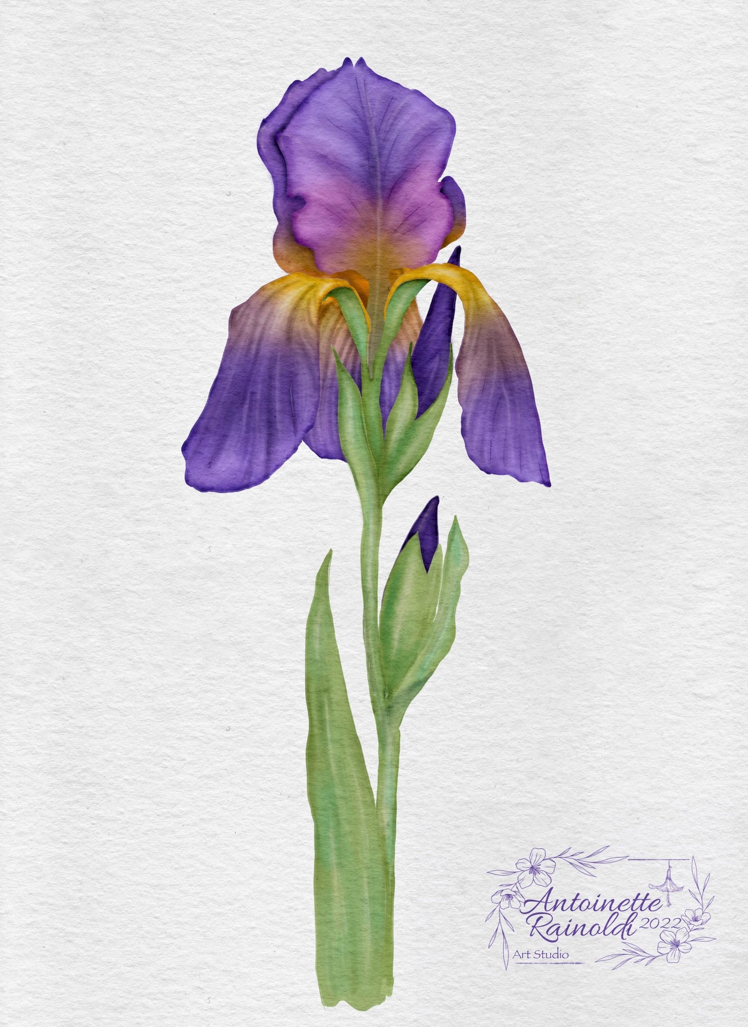 Iris - image 1 - student project