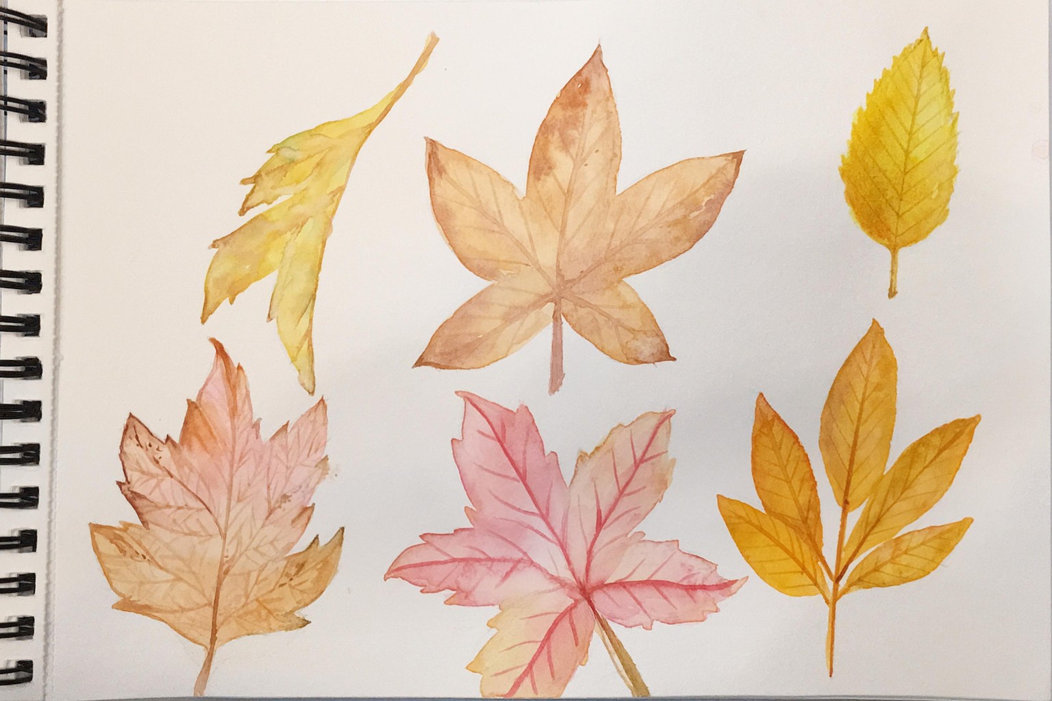 Aquarel herfstblaadjes - image 1 - student project