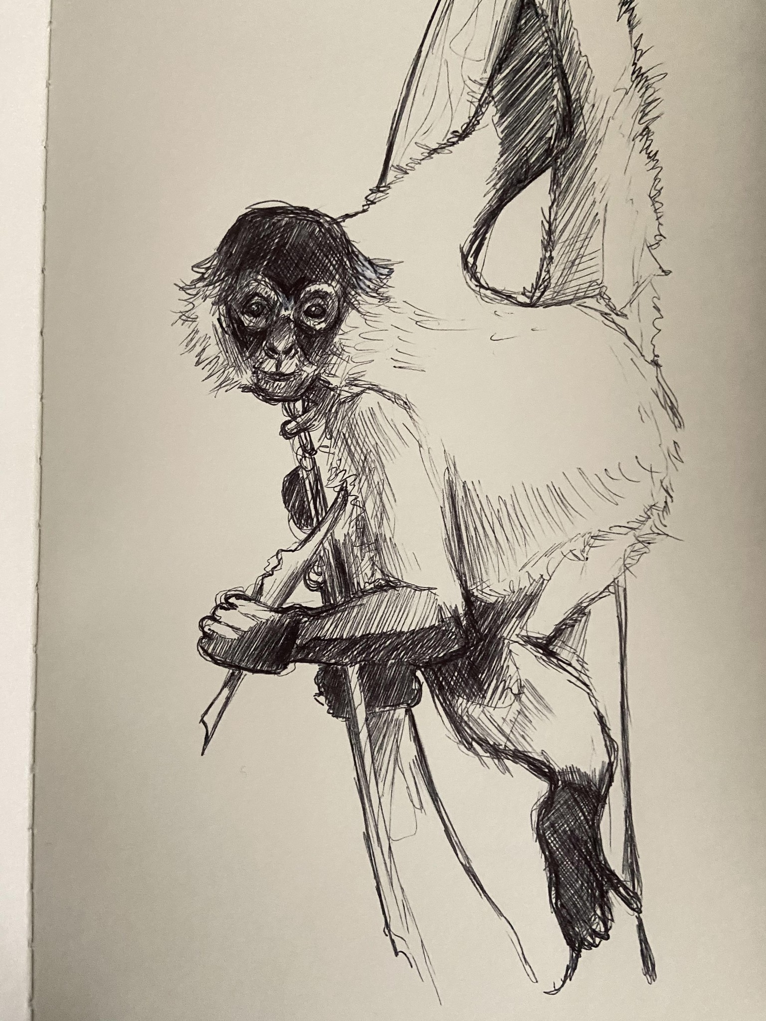 Realistic Monkey Pen Sketch - image 1 - student project
