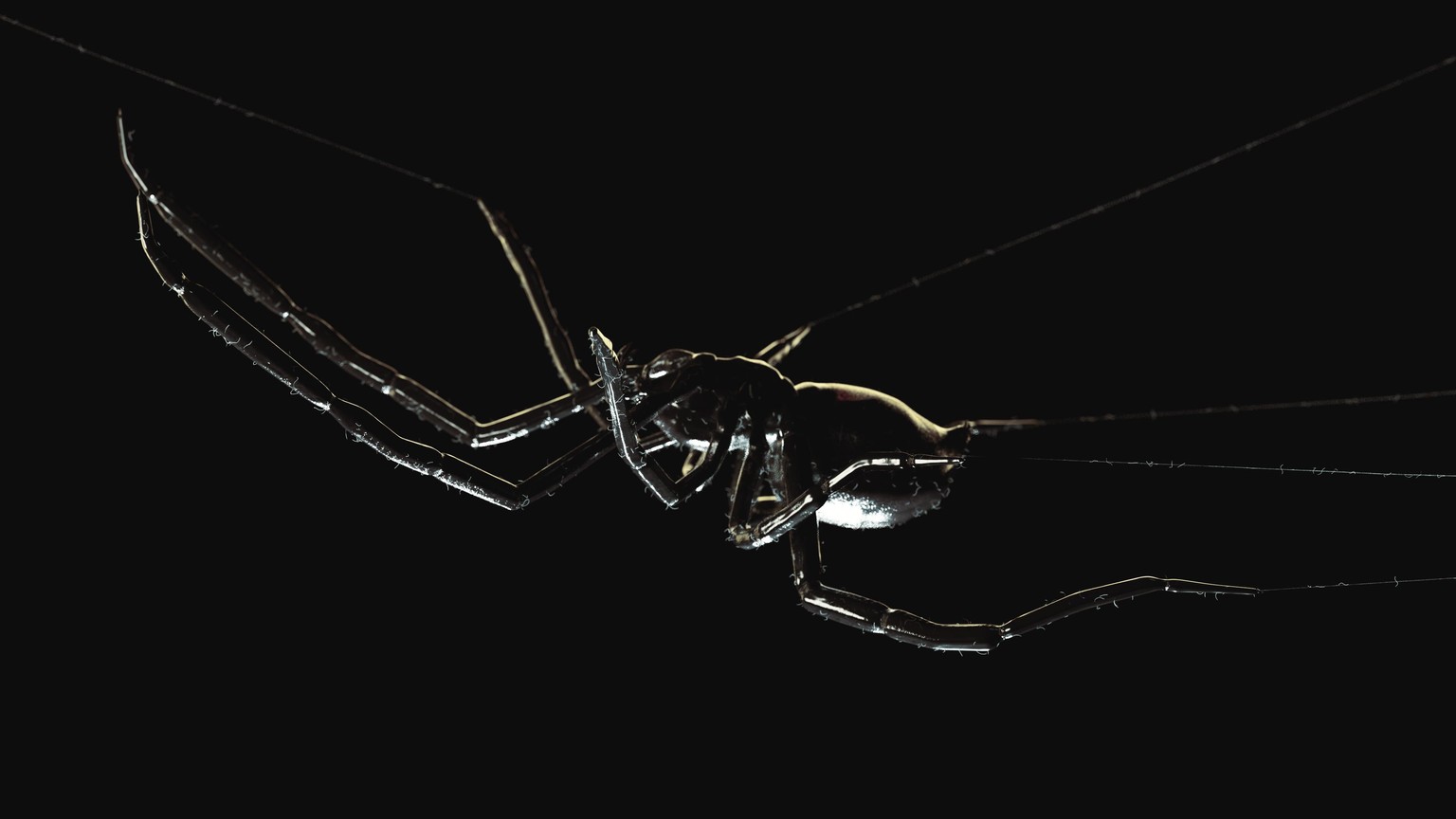 Black widow - image 1 - student project