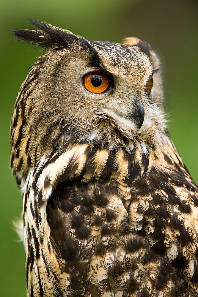 Owl - image 2 - student project