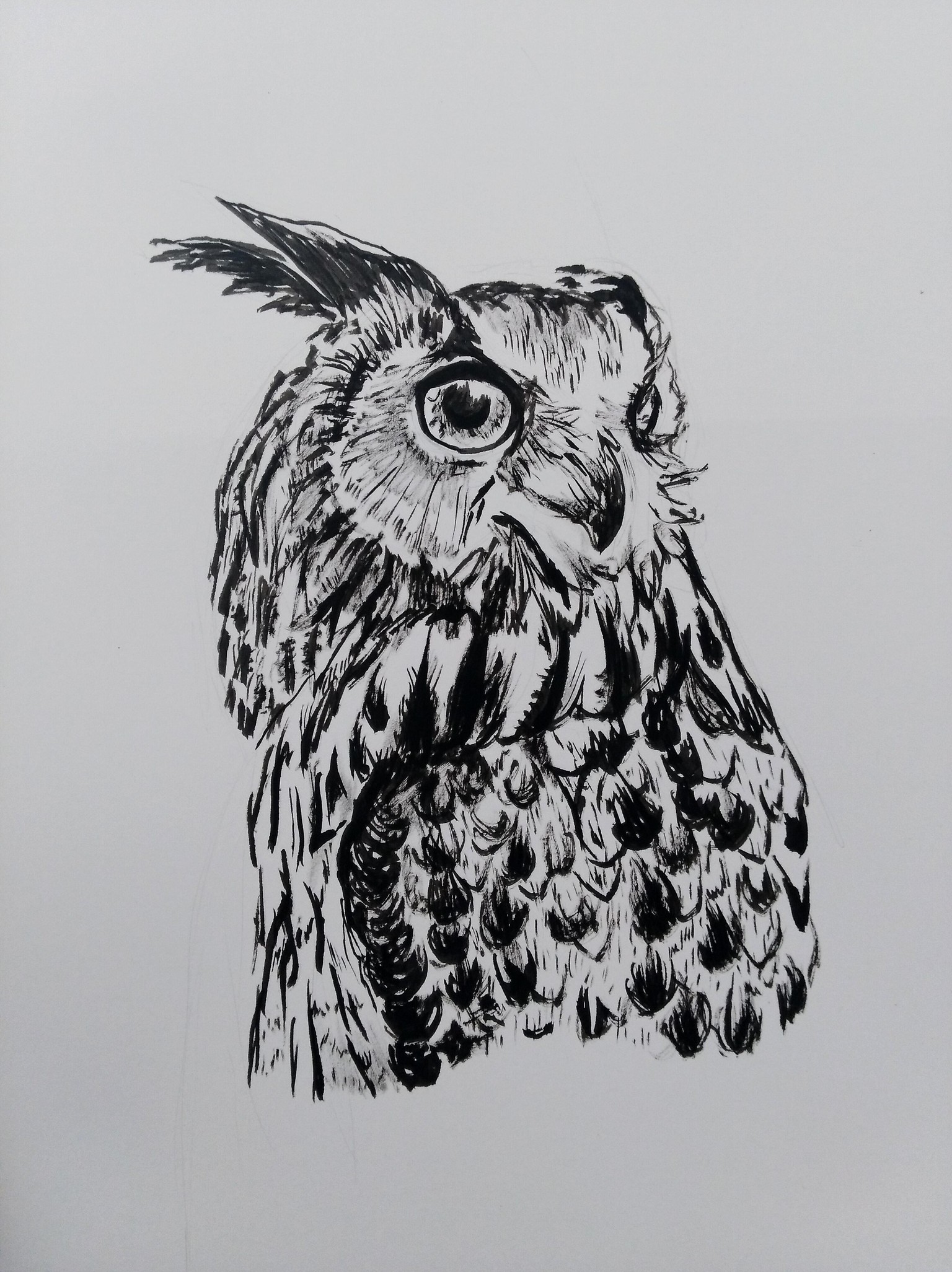 Owl - image 1 - student project