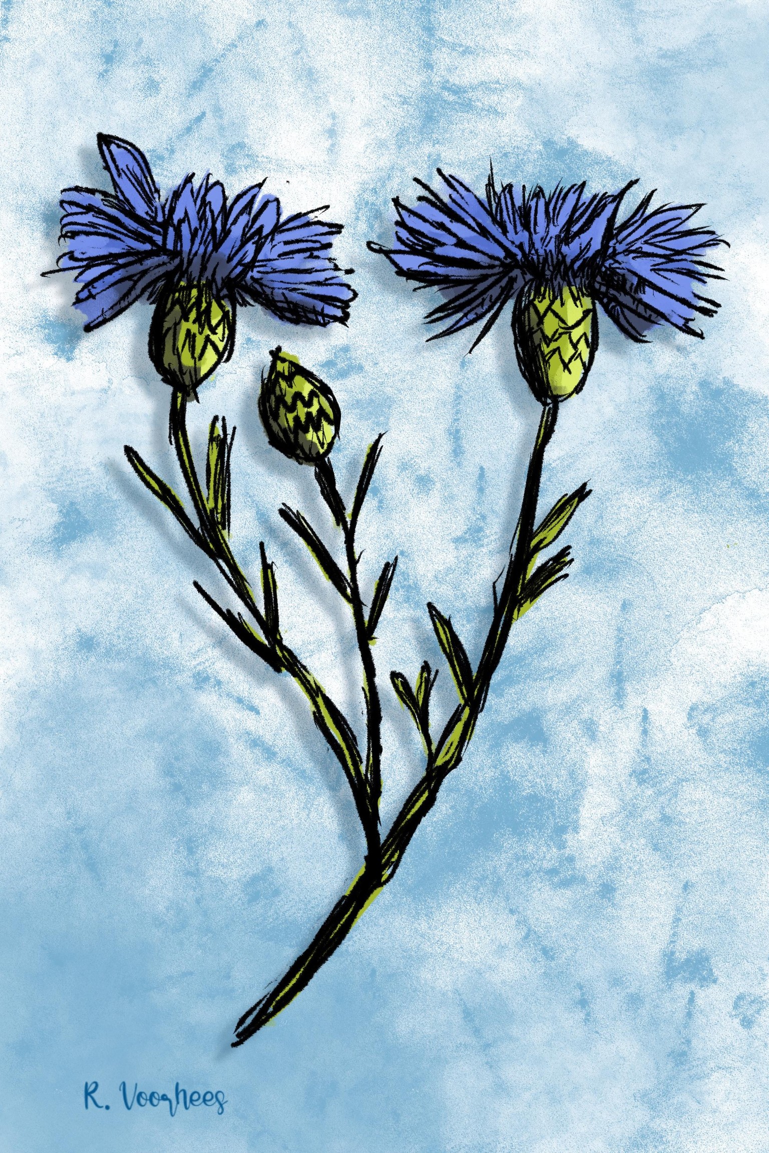 Corn flowers - image 1 - student project