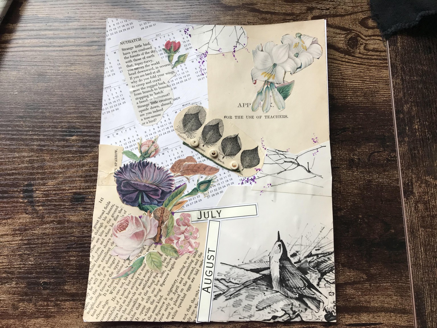 Nuthatch - image 1 - student project