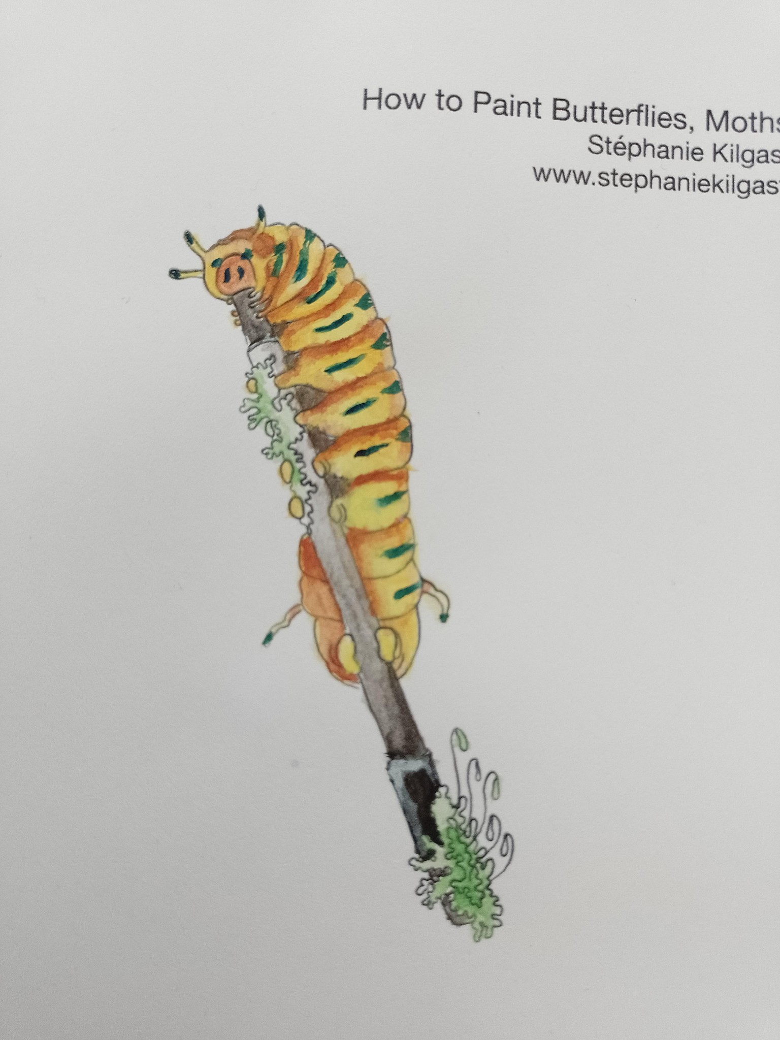Butterflies, moths and a caterpillar - image 1 - student project