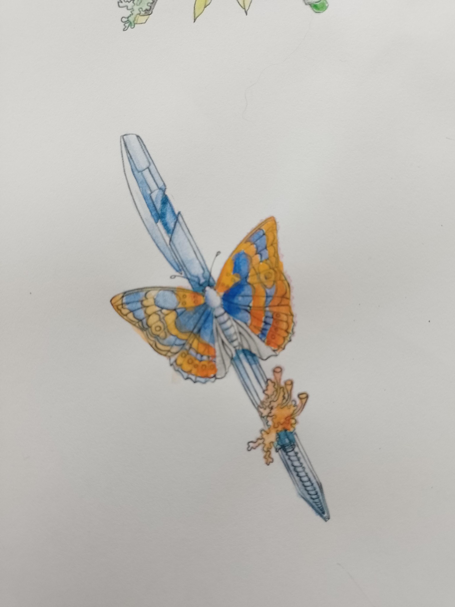 Butterflies, moths and a caterpillar - image 3 - student project