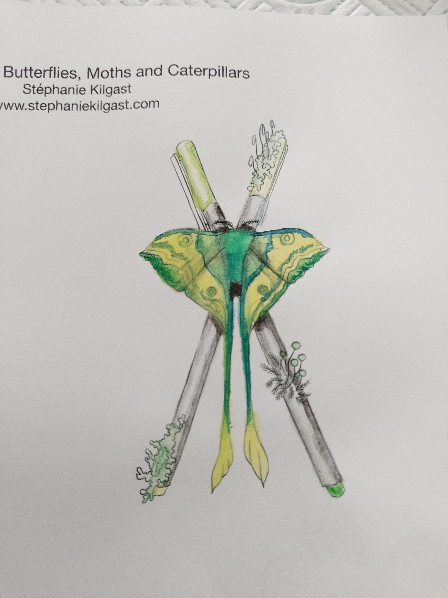 Butterflies, moths and a caterpillar - image 2 - student project