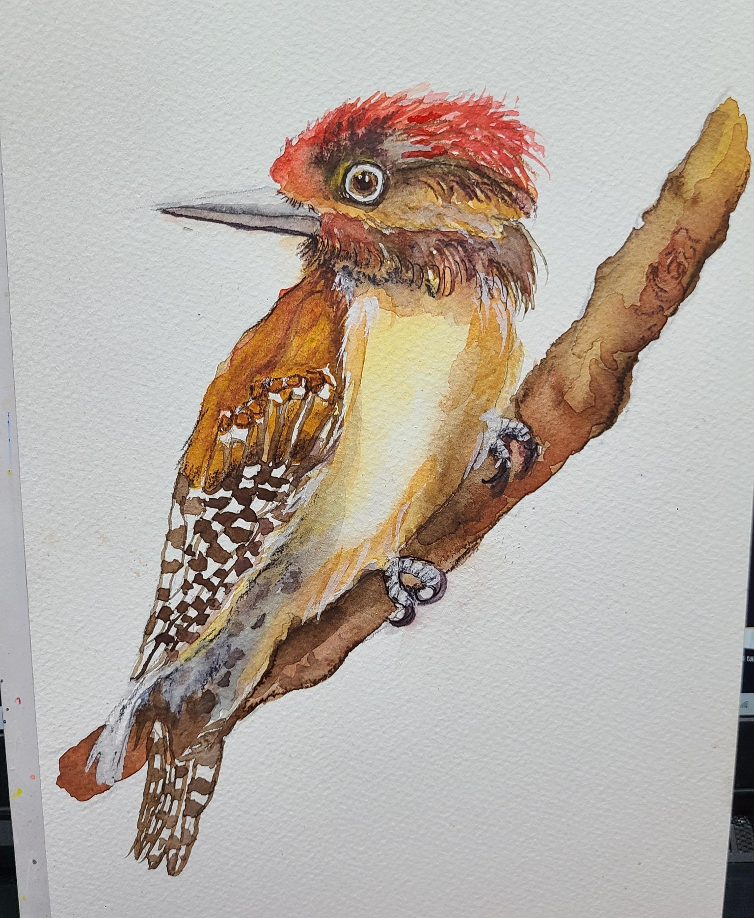 Little woodpecker - image 1 - student project