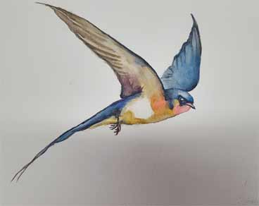Swallow - image 1 - student project