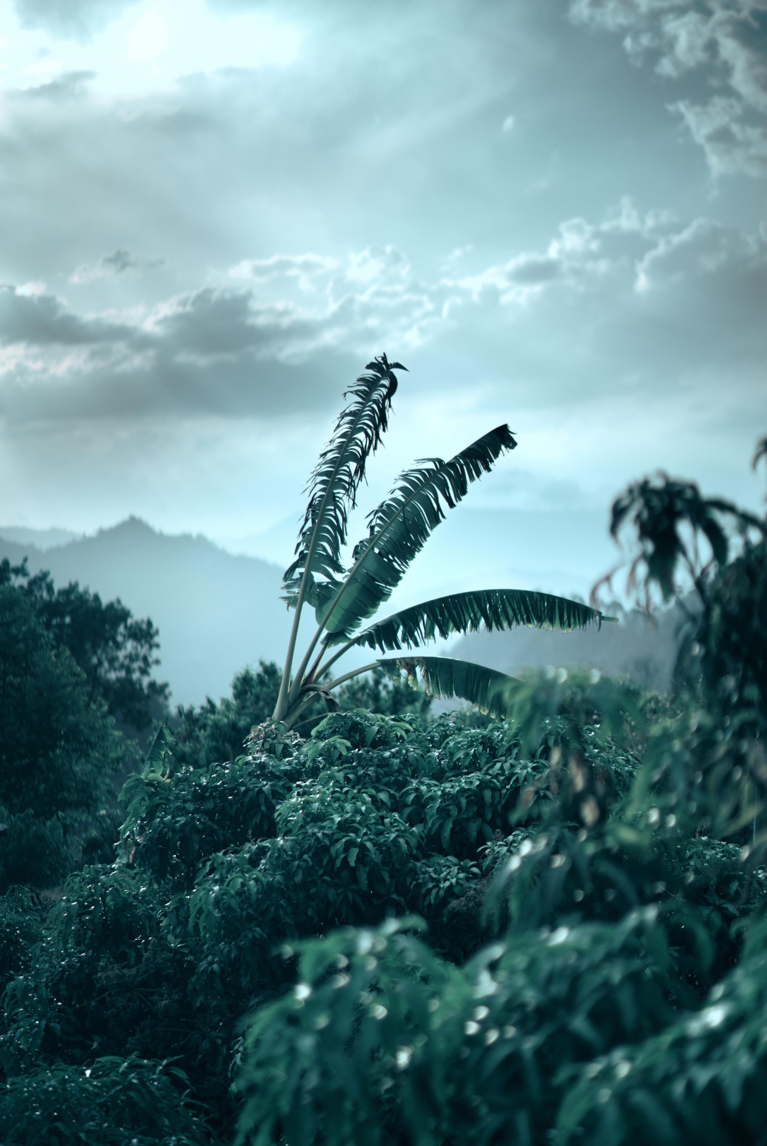 Landscape-Banana tree - image 1 - student project