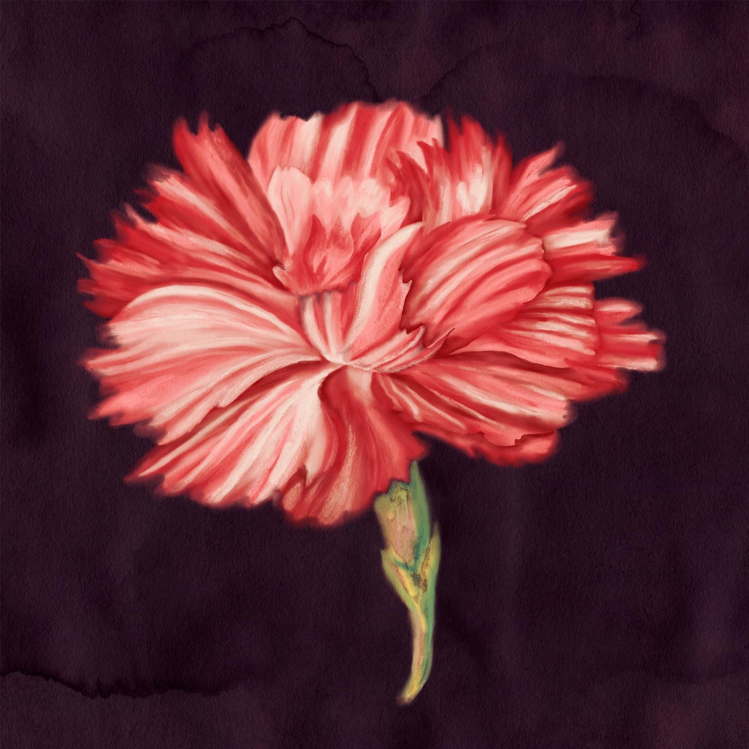 Carnation Flower - image 1 - student project